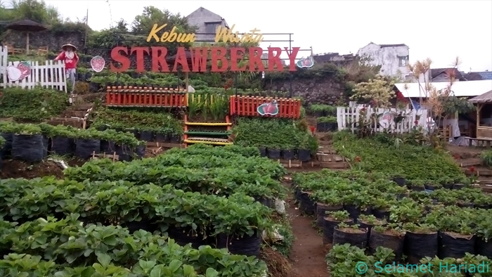 Strawberry garden by Selamet