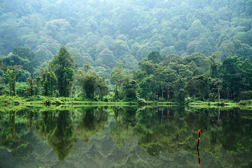Hasil gambar untuk gambar hutan