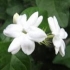 Jasmine