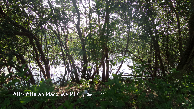 Wisata Alam Hutan Mangrove Pantai Indah Kapuk Jakarta