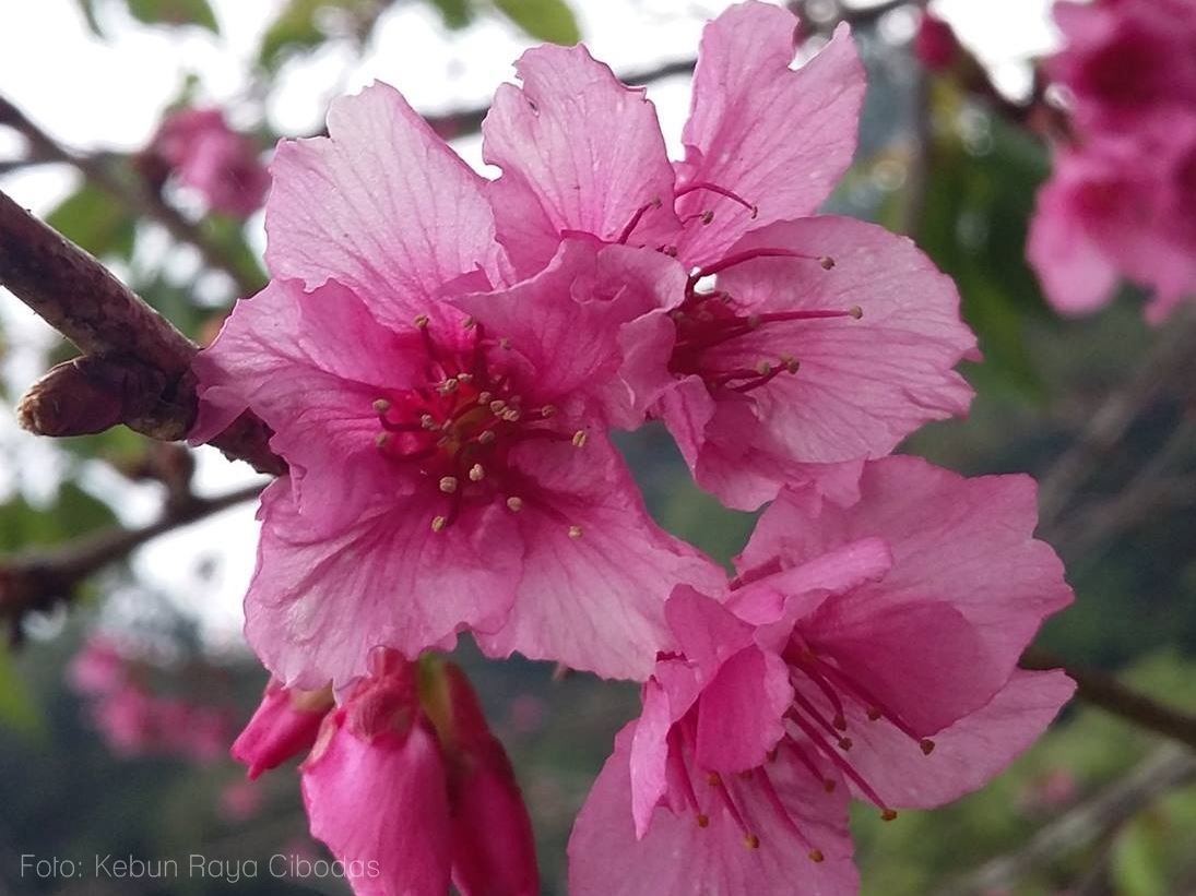 Bunga Sakura Mekar Di Cibodas Juli Ini Kompasiana Com