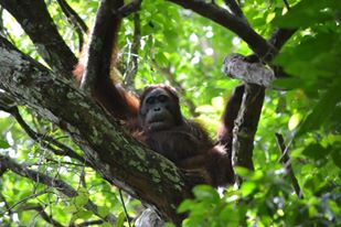 Namaku Ned Dari Taman Nasional Gunung Palung Oleh Petrus