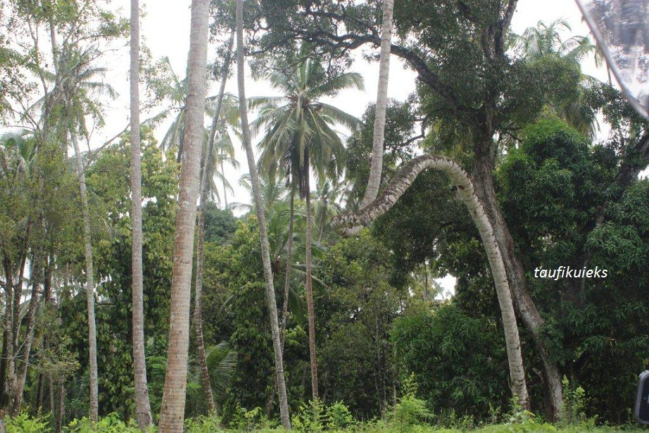 Pohon Kelapa Unik Berbentuk Huruf Z Di Zanzibar Halaman All