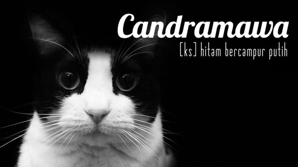 19 Kata Dalam Bahasa Indonesia Yang Mungkin Belum Pernah Kita Dengar Halaman 1 Kompasiana 19 Kata Dalam Bahasa Indonesia Yang Mungkin Belum Pernah Kita Dengar Halaman 1 Kompasiana