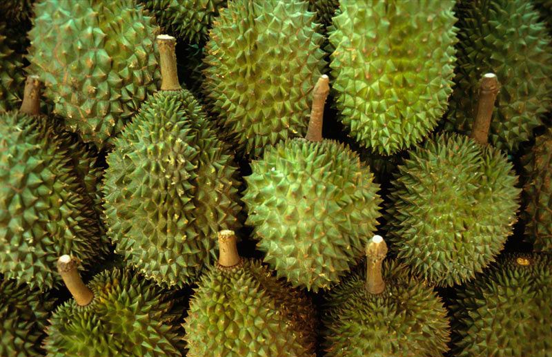 Durian Runtuh Kepala Jadi Pusing Tips Menyikapi Uang  Durian Runtuh Kepala Jadi Pusing Tips Menyikapi Uang