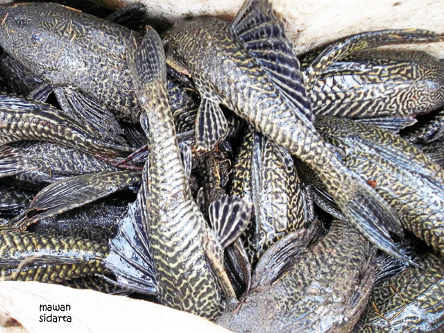 Sekolahkan Anak Berkat Ikan  Sapu  sapu  oleh Mawan Sidarta  Sekolahkan Anak Berkat Ikan  Sapu  sapu  oleh Mawan Sidarta