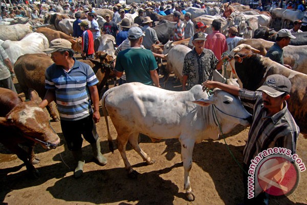 46 000 Sapi Betina Produktif Di Jawa Tengah Berakhir Di Rumah