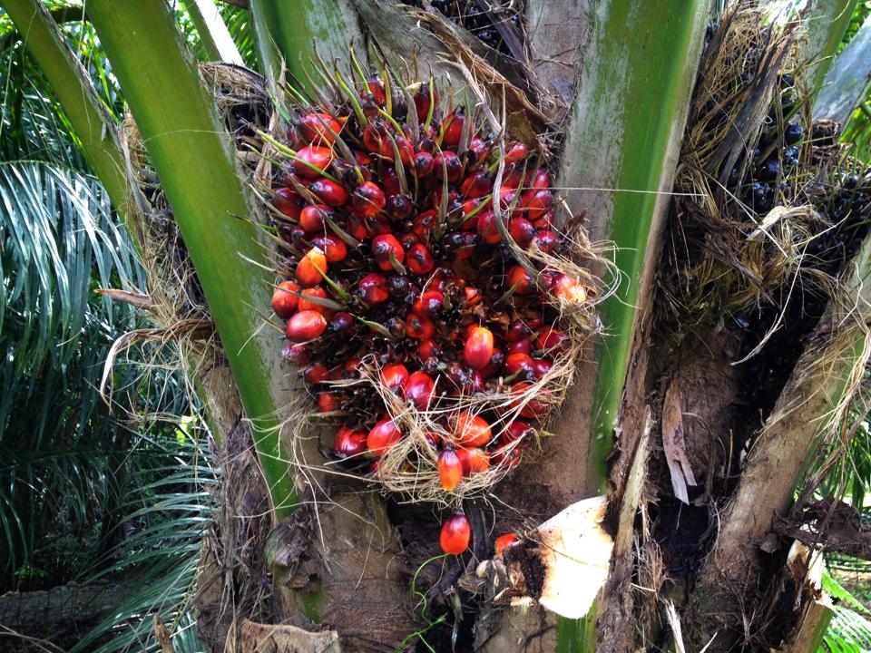 Bagaimana Nasib Investasi Kelapa Sawit (Sekarang) oleh Bagaimana Nasib Investasi Kelapa Sawit (Sekarang) oleh