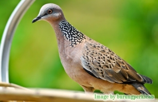Burung Derkuku Senilai 32 000 000 Ini Dia Juaranya Halaman Burung Derkuku Senilai 32 000 000 Ini Dia Juaranya Halaman