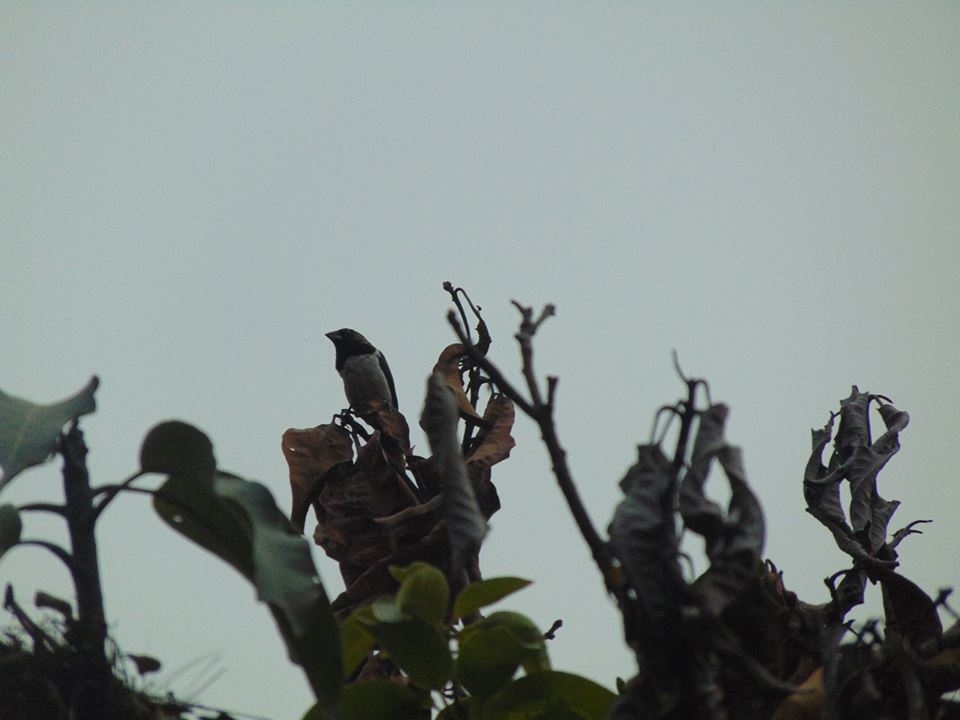 Kita Ambil Contoh Sikap Burung Pipit Ketika Berproses  Kita Ambil Contoh Sikap Burung Pipit Ketika Berproses