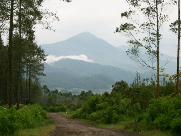 Flora Merapi 42 Keajaiban Flora & Fauna Indonesia (Destinasi, Gunung Merapi, Danau ...