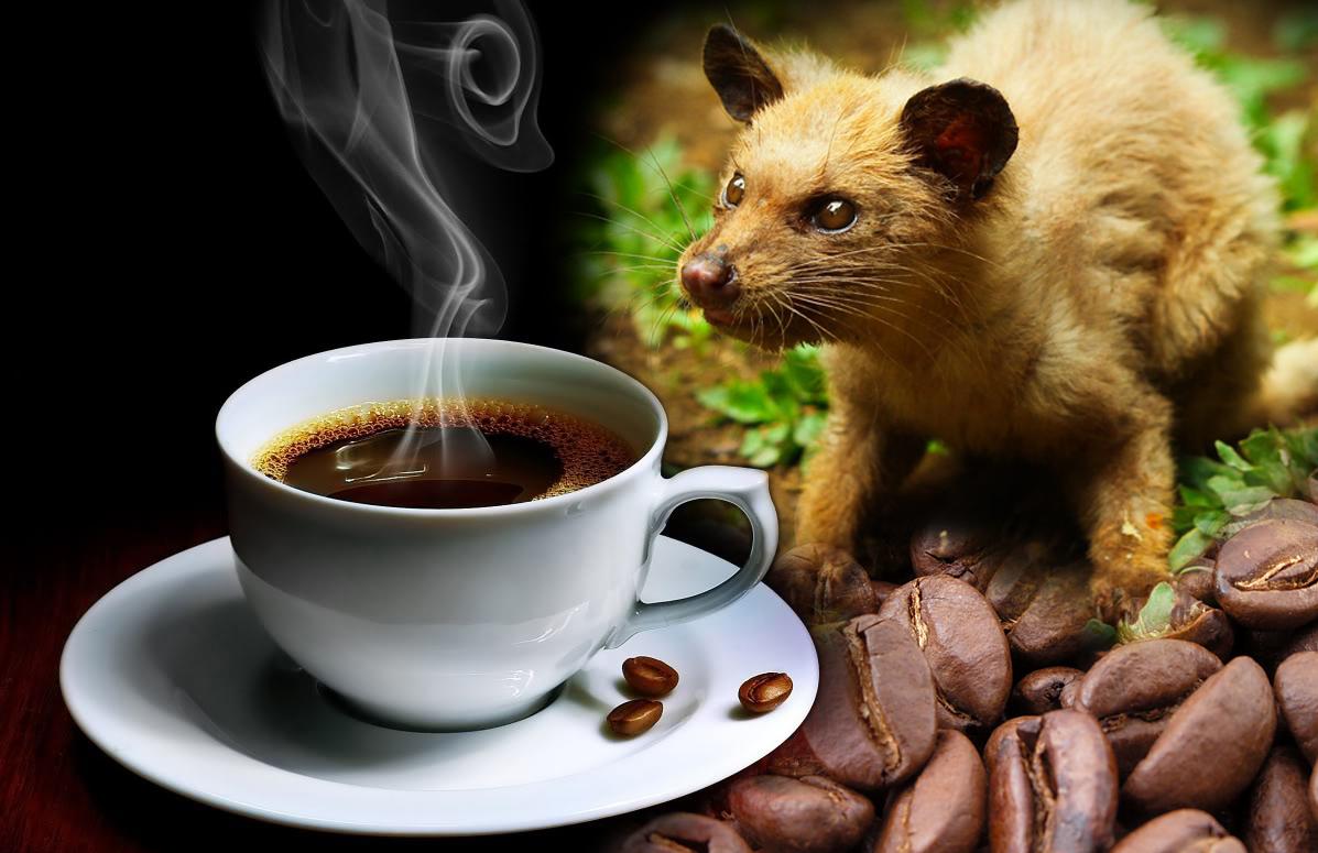 Feeling Good Dan Secangkir Kopi Luwak Oleh Hendi Setiyanto