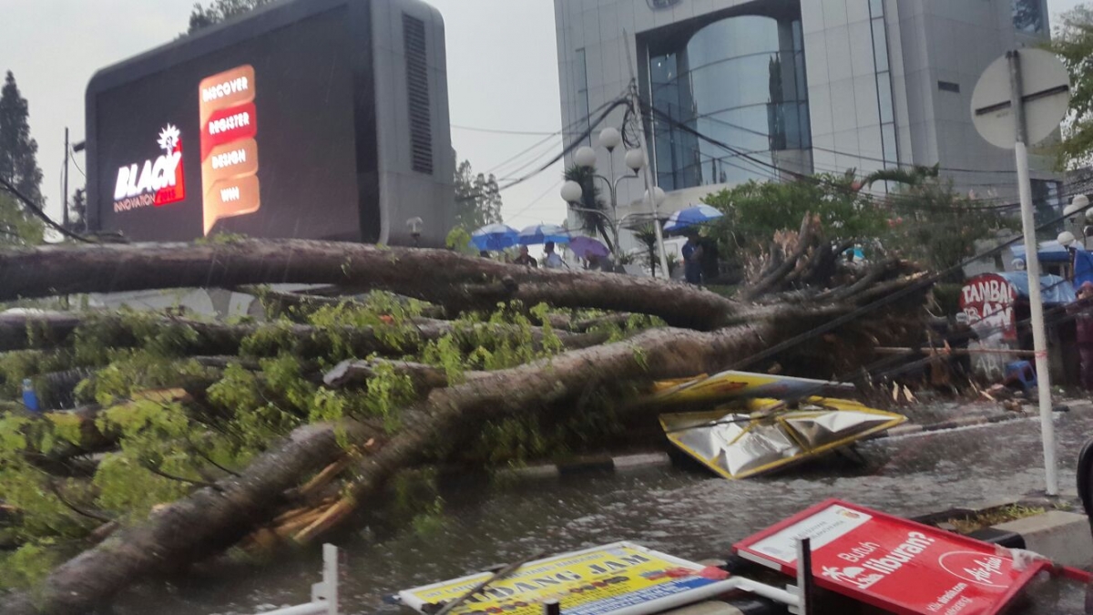 Yuk Antisipasi Pohon Tumbang Saat Musim Hujan Datang Oleh Maria G