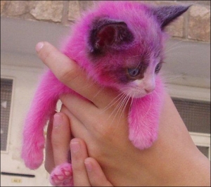 Kucing Merah Jambu Halaman 1 Kompasiana Com