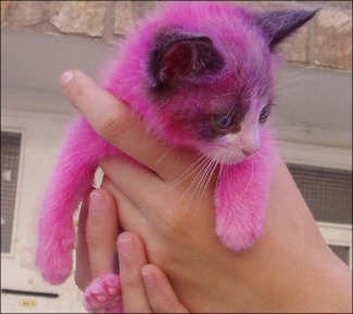 Kucing Merah Jambu Halaman 1 Kompasiana Com