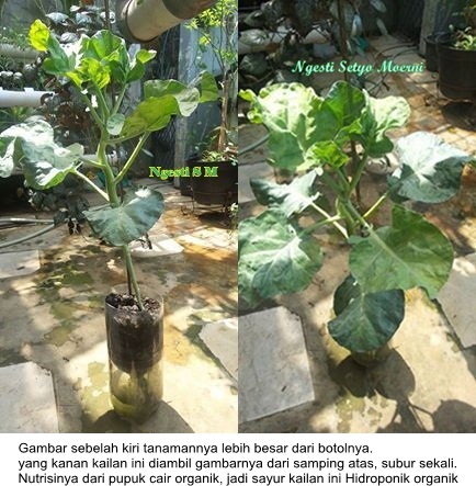 Jika Enggan Bertanam dengan iMediai iTanahi Coba iCarai Jika Enggan Bertanam dengan iMediai iTanahi Coba iCarai
