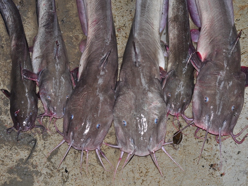 Hati Hati Terpatil Ikan Sembilang Halaman 1 Kompasiana Com