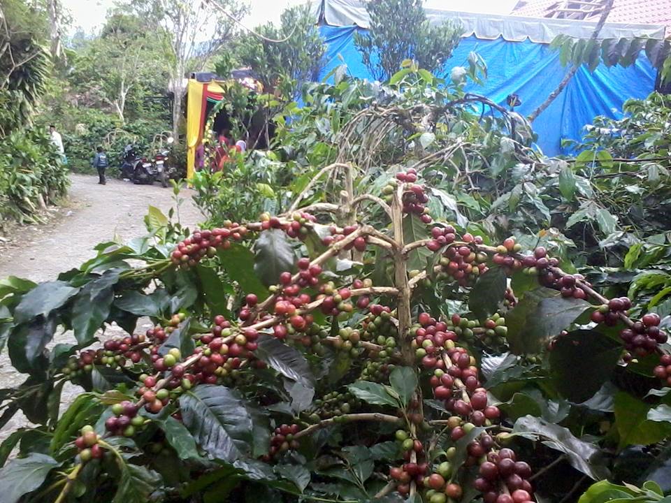 Uniknya Pesta Pernikahan di Tengah Kebun Kopi Halaman 1 Uniknya Pesta Pernikahan di Tengah Kebun Kopi Halaman 1