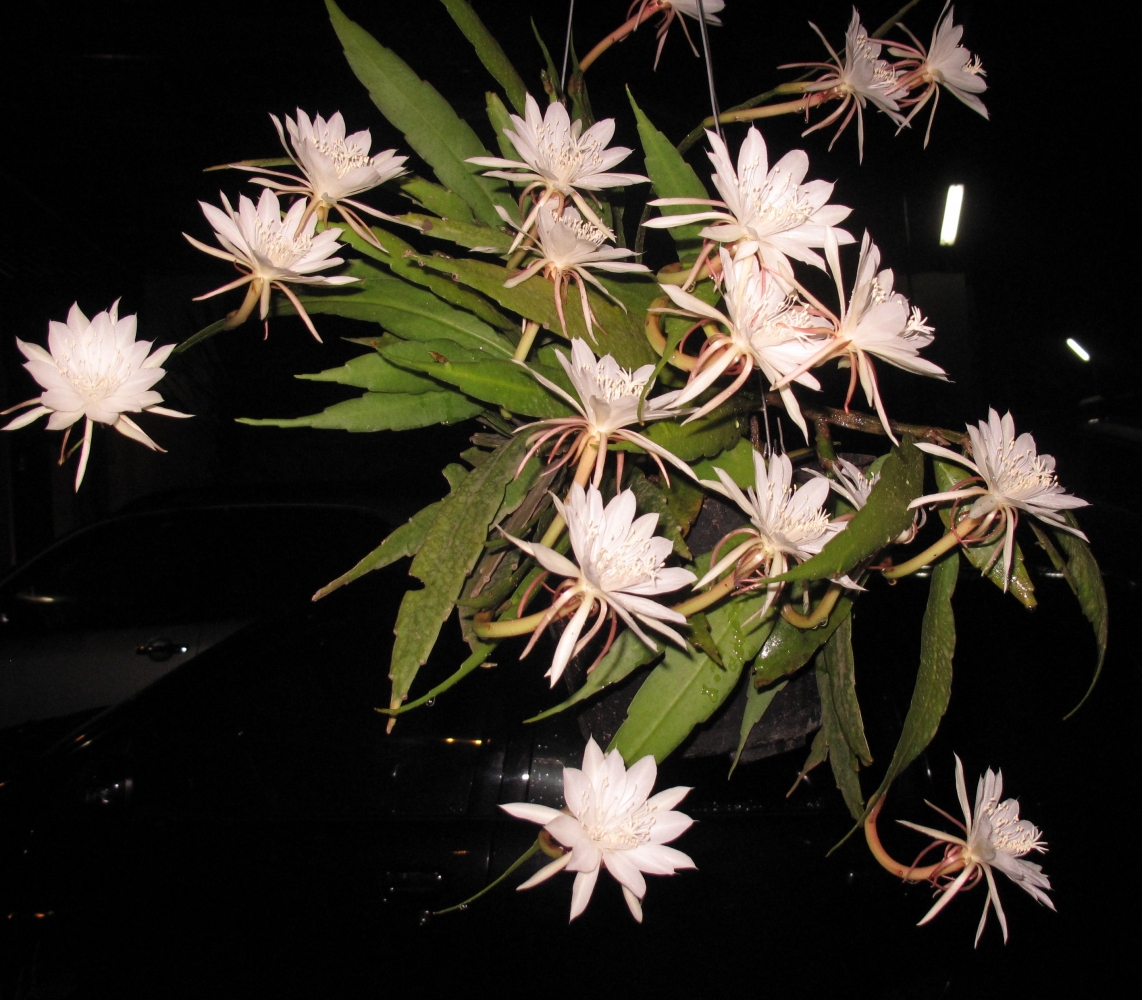 Tips Merawat  Bunga  dalam  Pot  Tahan Rontok Halaman 1  Tips Merawat  Bunga  dalam  Pot  Tahan Rontok Halaman 1