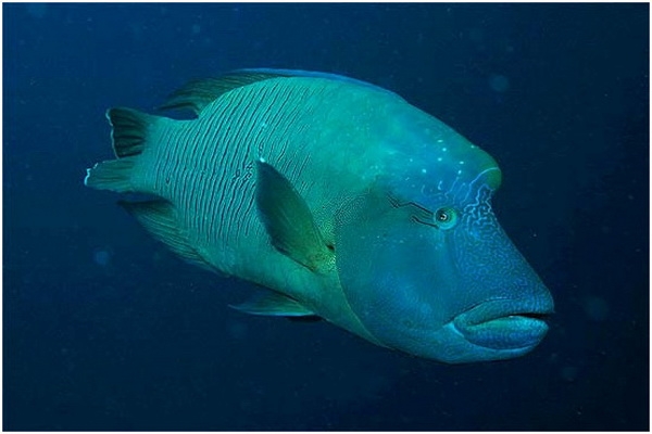 Ikan Napoleon Si Bibir Dower Yang Dilindungi Halaman 1 Kompasiana Com Ikan Napoleon Si Bibir Dower Yang Dilindungi Halaman 1 Kompasiana Com