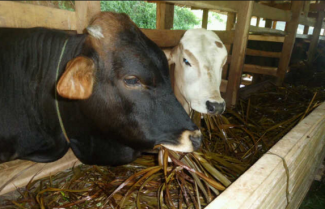 3 Cara Membuat Pakan Ternak Sapi Unggulan Halaman All Kompasiana Com