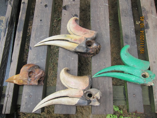 Satwa Dan Burung Enggang Selalu Dalam Ancaman Nyata Kompasiana Com