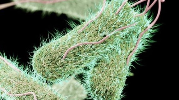 Cara Penularan Penyakit Tipes Kompasiana Com