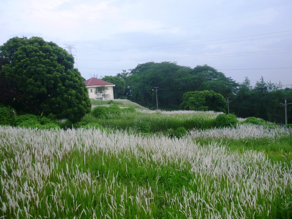 Rumput Ilalang Di Sekitar Rumah Kompasianacom