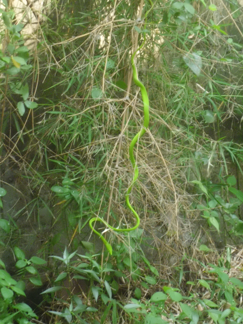 Gambar Ular Hijau Gambar Ular Hijau
