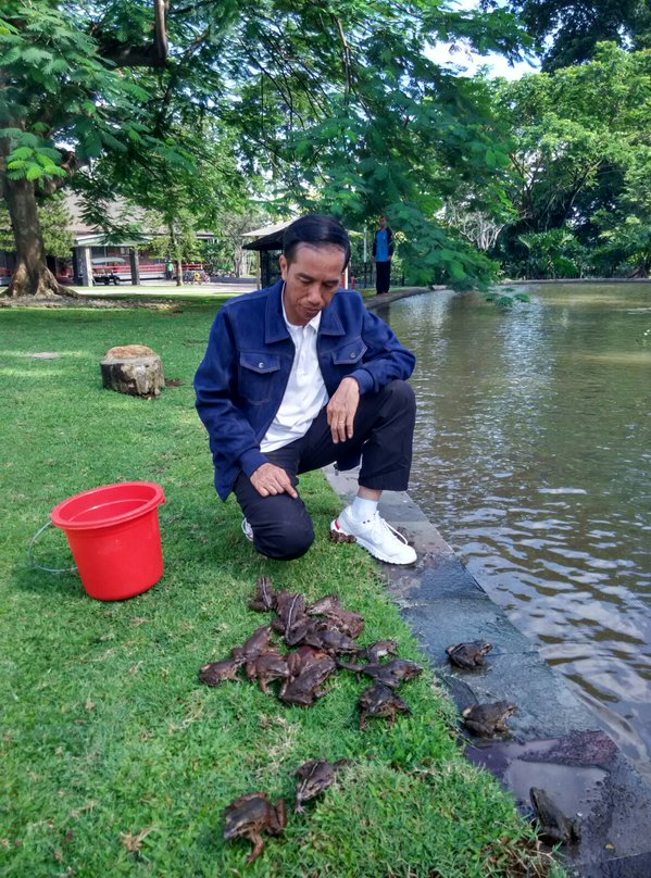 Untung Pak Jokowi Pelihara Kodok Bukan Kuda Oleh Suci Handayani