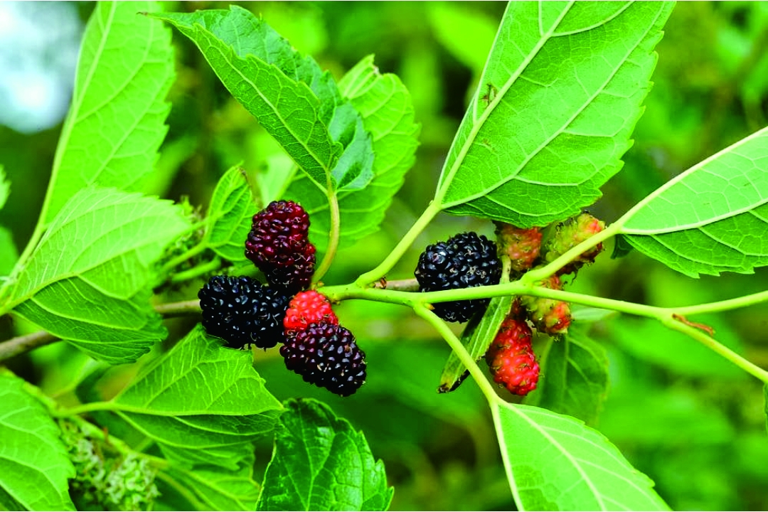 Apa Itu Daun Murbei Kompasiana com Apa Itu Daun Murbei Kompasiana com