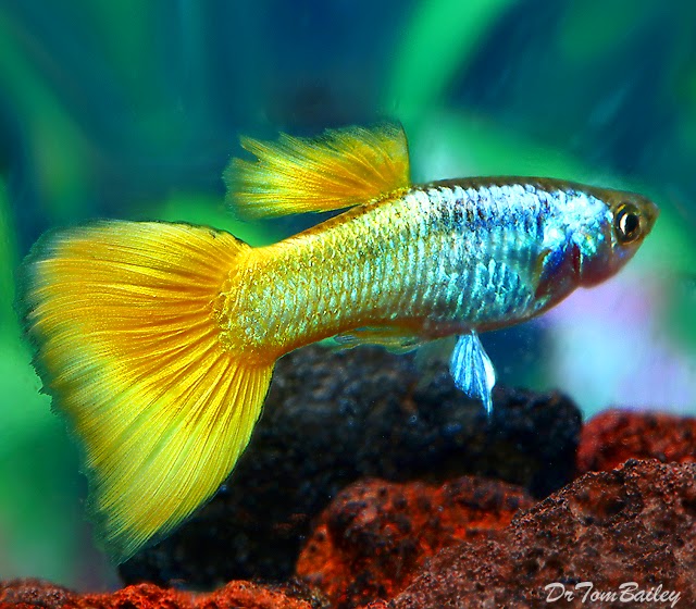 Guppy  Alternatif Budidaya Ikan Hias Lahan Sempit   Guppy  Alternatif Budidaya Ikan Hias Lahan Sempit