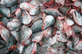 Pemanfaatan Limbah Pengolahan Hasil Perikanan Halaman All Kompasiana Com