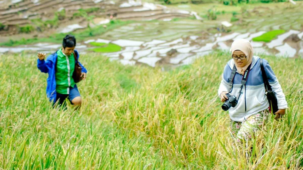 Kumpulan Gambar Karikatur Gambar Pemandangan Menanam Padi Kumpulan Gambar Karikatur Gambar Pemandangan Menanam Padi