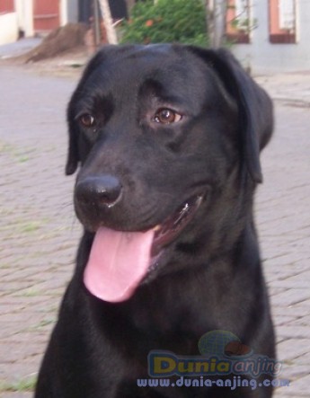Anjing Hitam Teruslah Menggonggong Halaman All Kompasiana Com