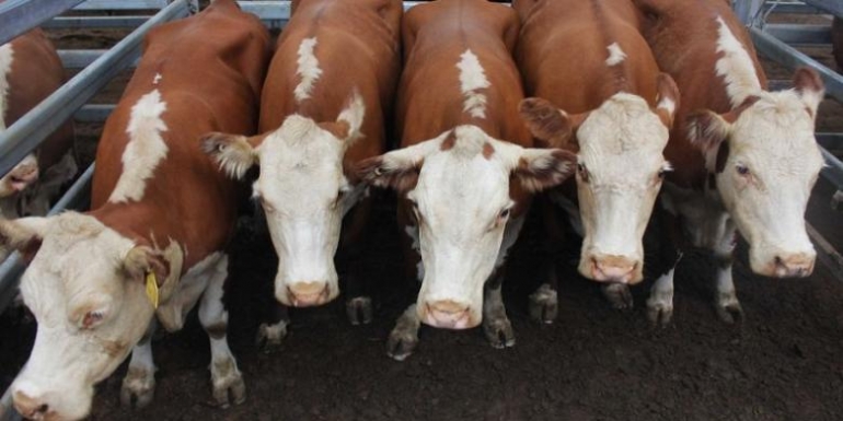 Lembu Punya Sapi Dapat Nama / 8 Jenis Sapi Potong Unggulan Dengan