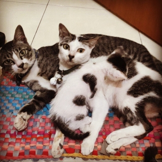 Merawat Kucing Nggak Selalu Mahal Lho Jeng Halaman All Kompasiana Com