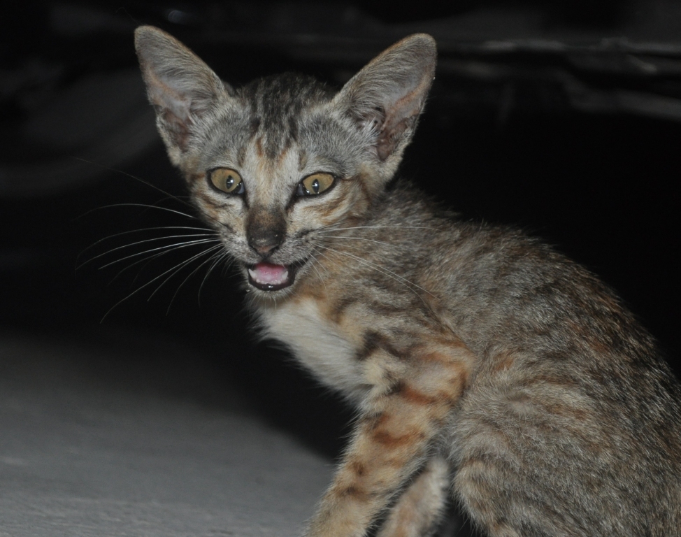 Istilah Kucing Dalam Dunia Lgbt Halaman All Kompasiana Com