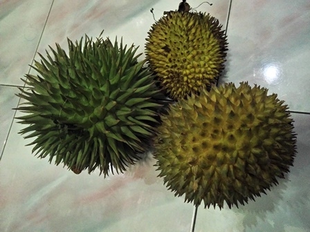 Durian dan buah perbedaan lai 15 Manfaat