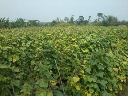 Penyuluh Pertanian Pekerjaan Paling Indah Di Dunia Halaman All