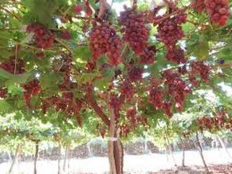 Laksana Pohon  Anggur  Halaman 1 Kompasiana com Laksana Pohon  Anggur  Halaman 1 Kompasiana com