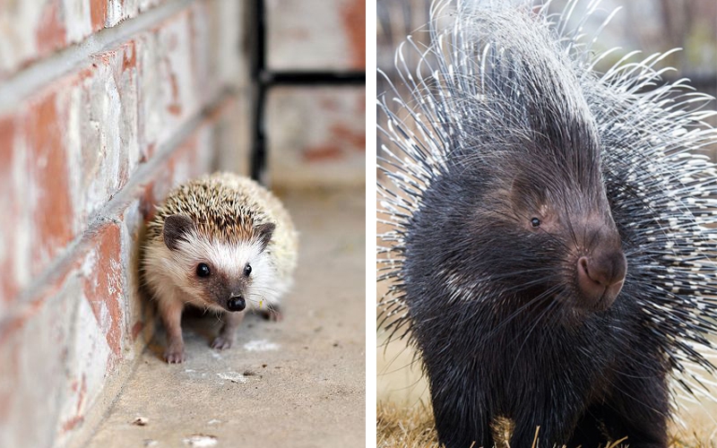 Perbedaan Landak  Porcupine dan Landak  Mini Hedgehog  Perbedaan Landak  Porcupine dan Landak  Mini Hedgehog