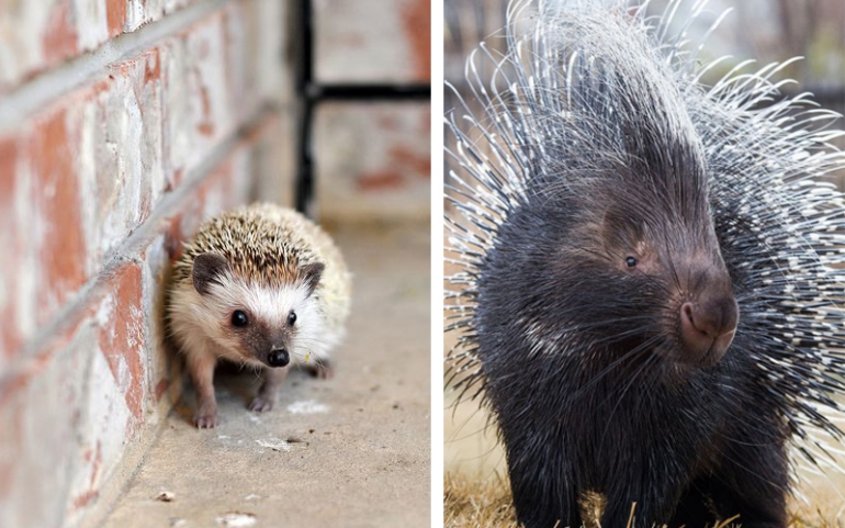Perbedaan Landak Porcupine Dan Landak Mini Hedgehog Yang Harus Anda Ketahui Jika Anda Pecinta Hewan Peliharaaan Kompasiana Com Perbedaan Landak Porcupine Dan Landak Mini Hedgehog Yang Harus Anda Ketahui Jika Anda Pecinta Hewan Peliharaaan Kompasiana Com