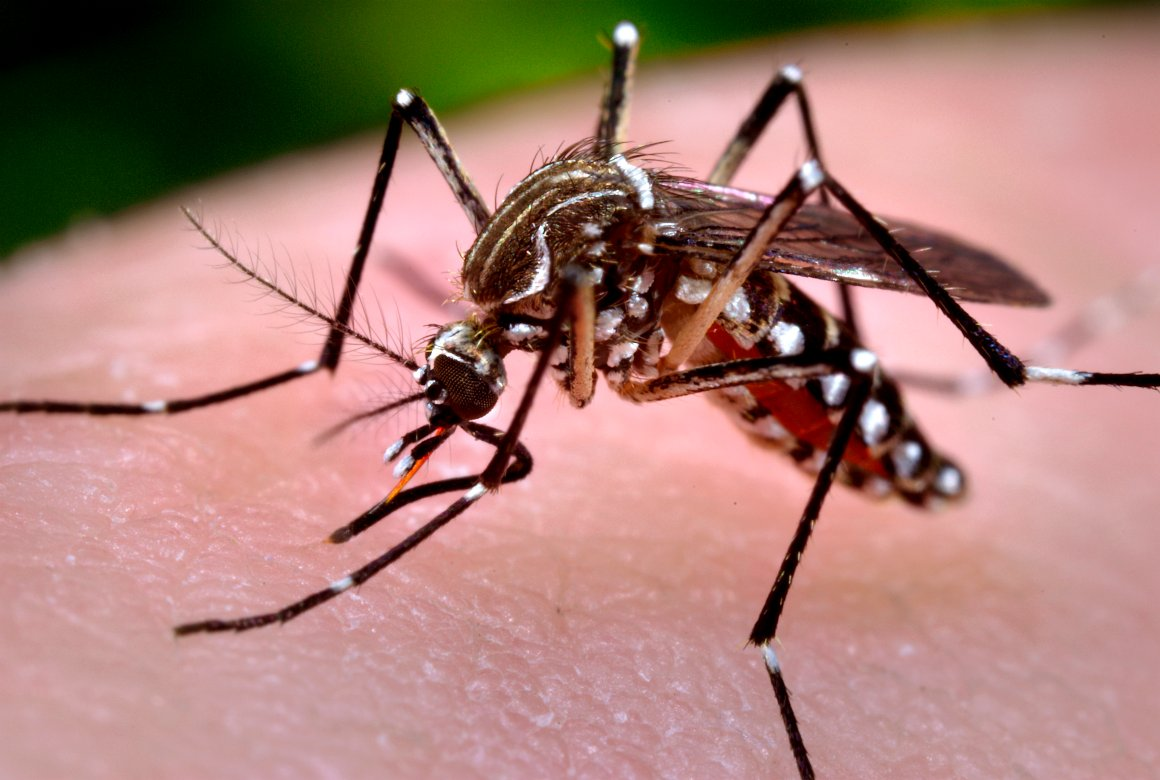 Serangga, dapat tidak …. gigitan atau nyamuk ditularkan virus melalui disebabkan kepada hiv/aids manusia 4 Cara