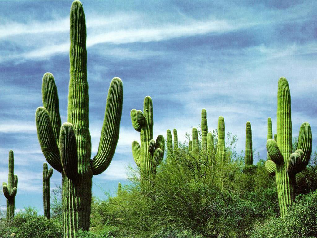 Habitat hidup kaktus adalah