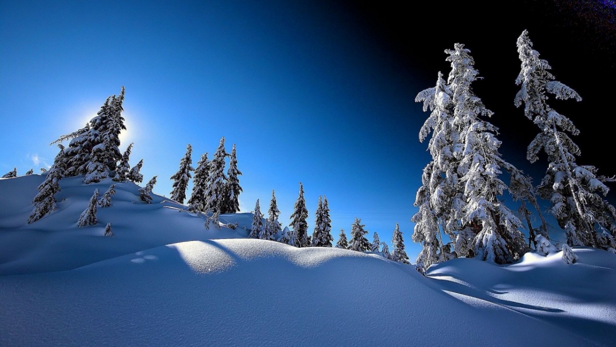 My Quotes Pohon Cemara Halaman 1 Kompasianacom My Quotes Pohon Cemara Halaman 1 Kompasianacom