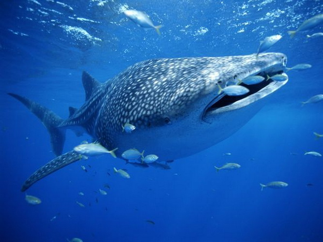 Kelompok hewan termasuk dalam paus Hewan Hewan
