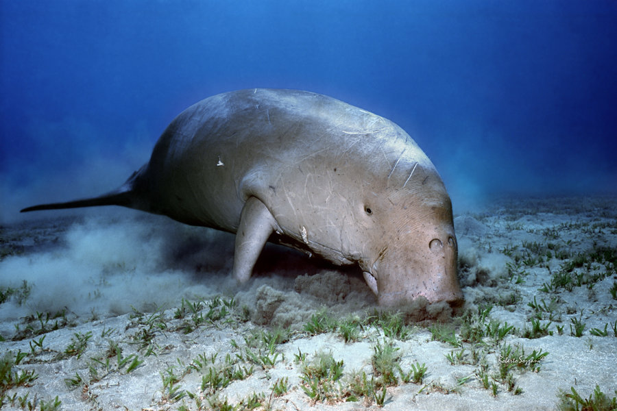 Dugong Yang Perlu Ditolong Halaman All Kompasiana Com