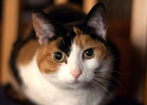 Kucing Belang Tiga Kompasiana Com