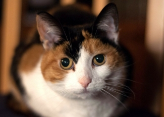 Kucing Belang Tiga Kompasiana Com